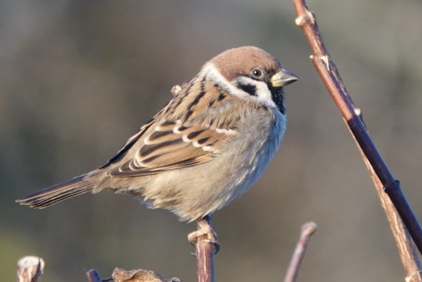 Ağaç Serçesi - ML645391777