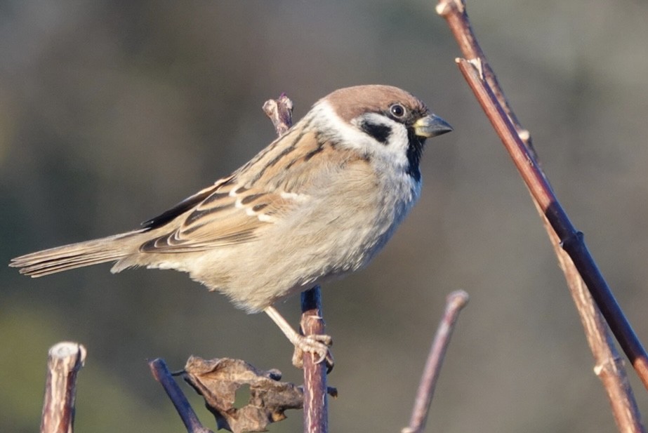 Ağaç Serçesi - ML645391778