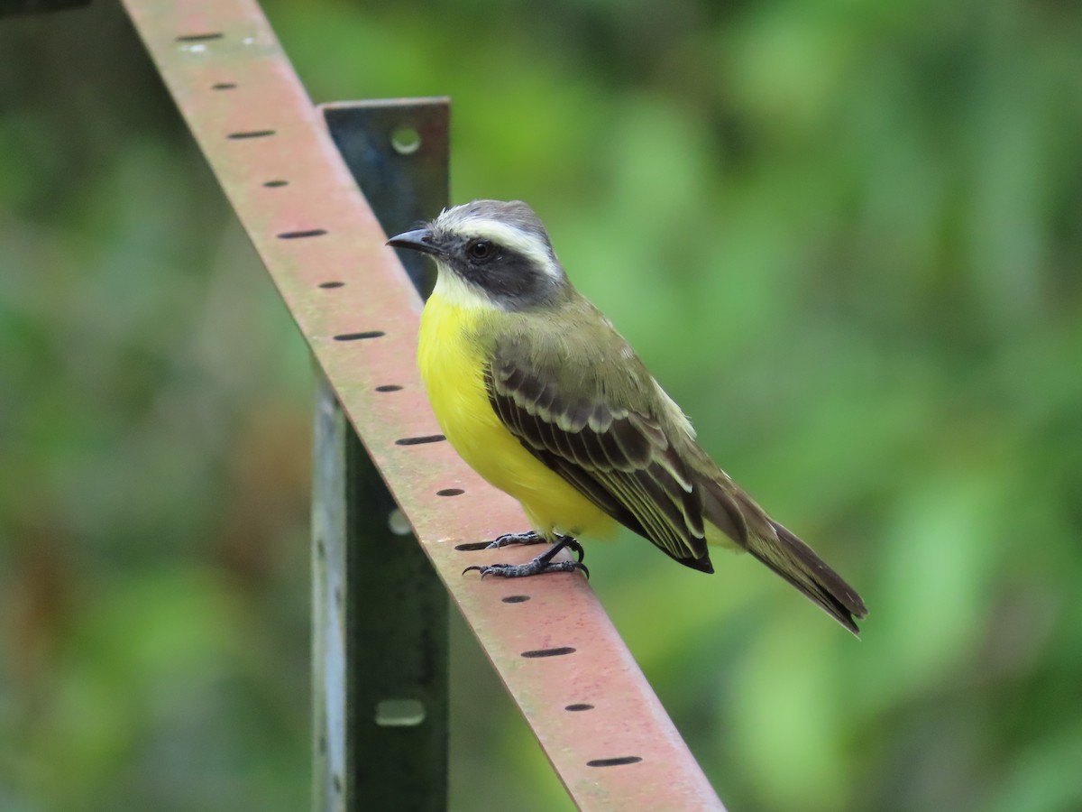 Sosyal Tiran - ML645391784