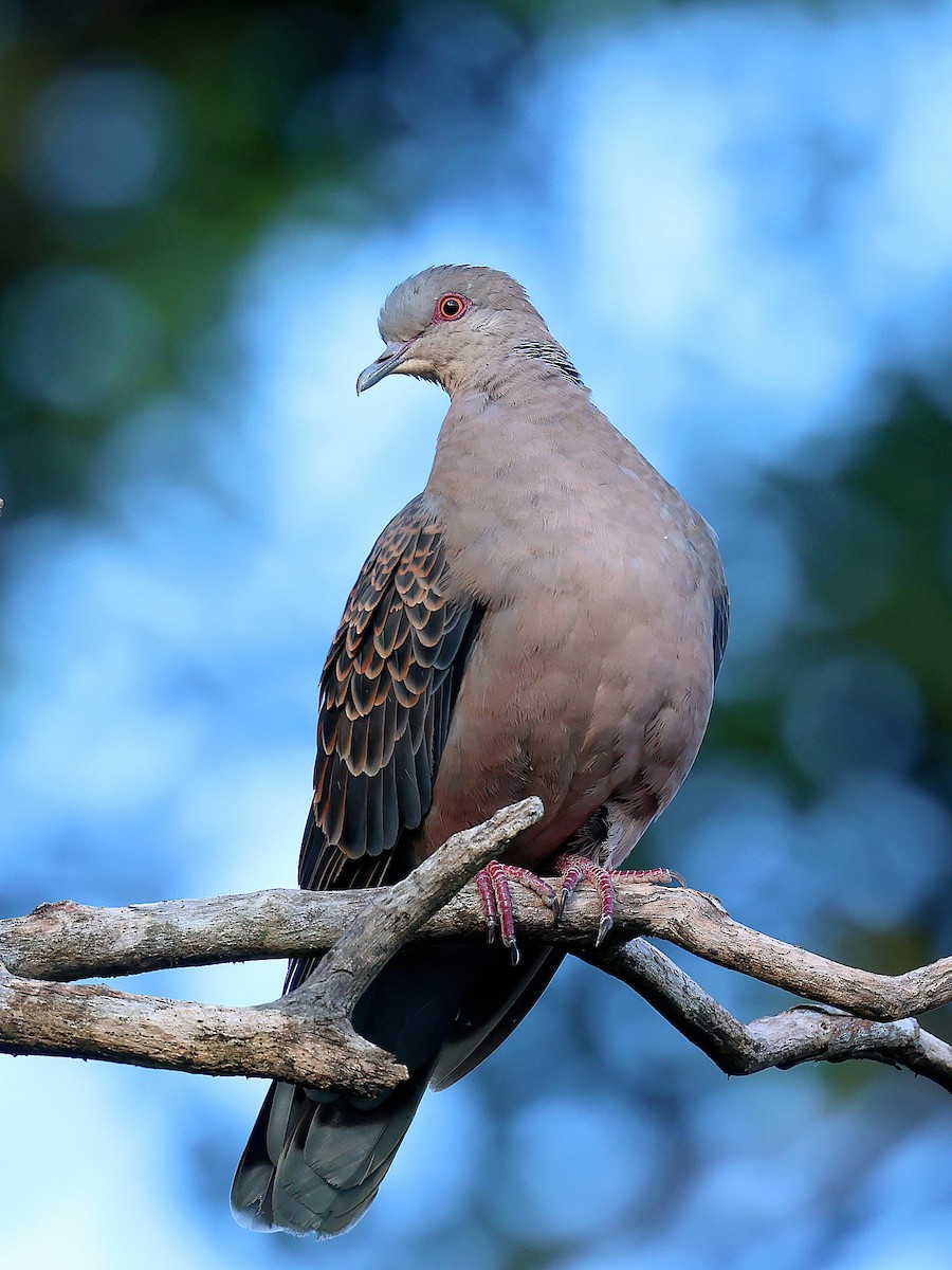 金背鳩 - ML645391786