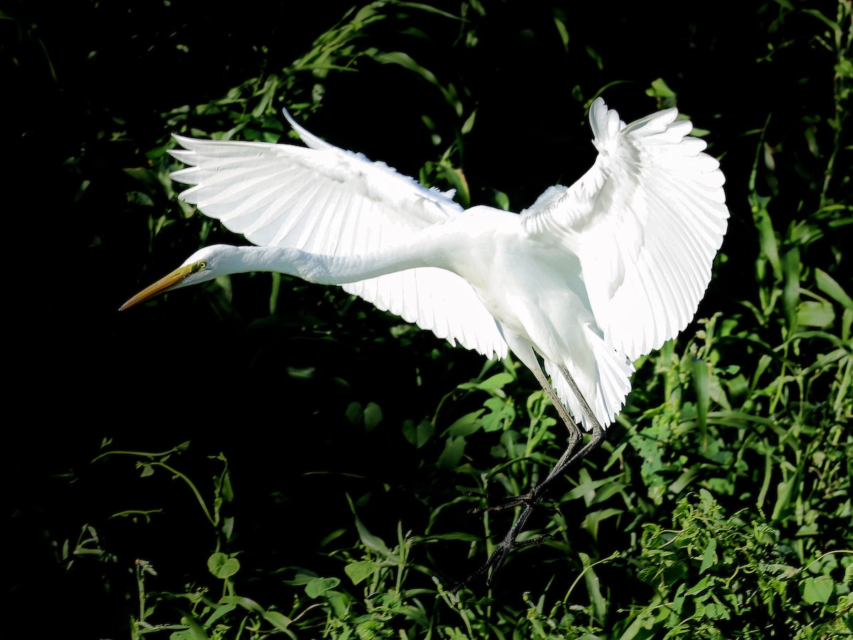 大白鷺 - ML645391799