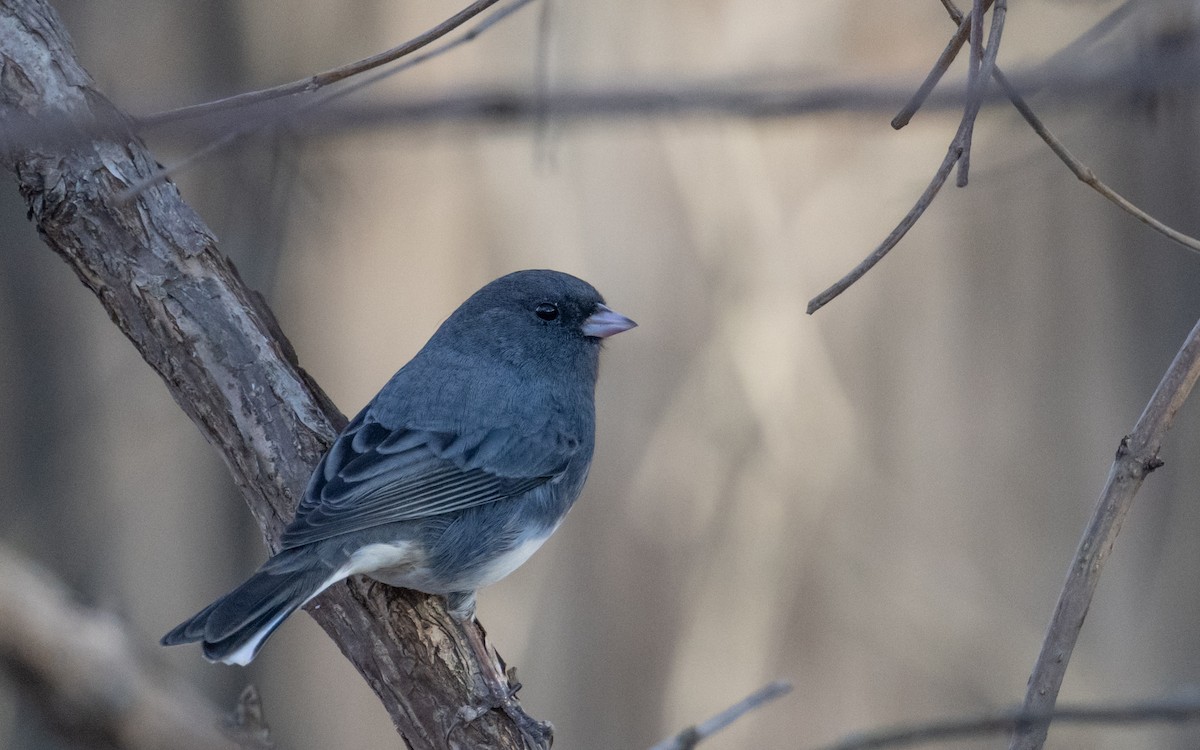 Dark-eyed Junco - ML645391816
