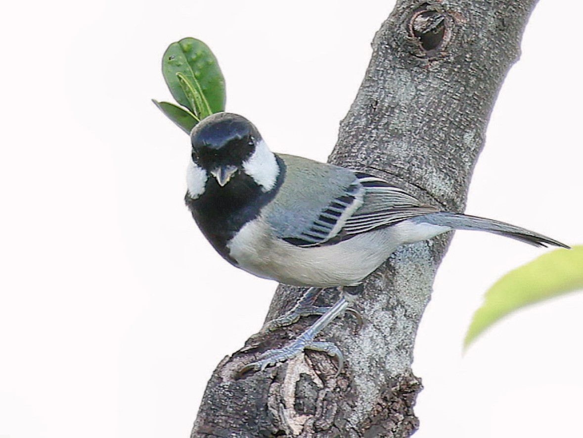 白頰山雀(okinawae) - ML645391820