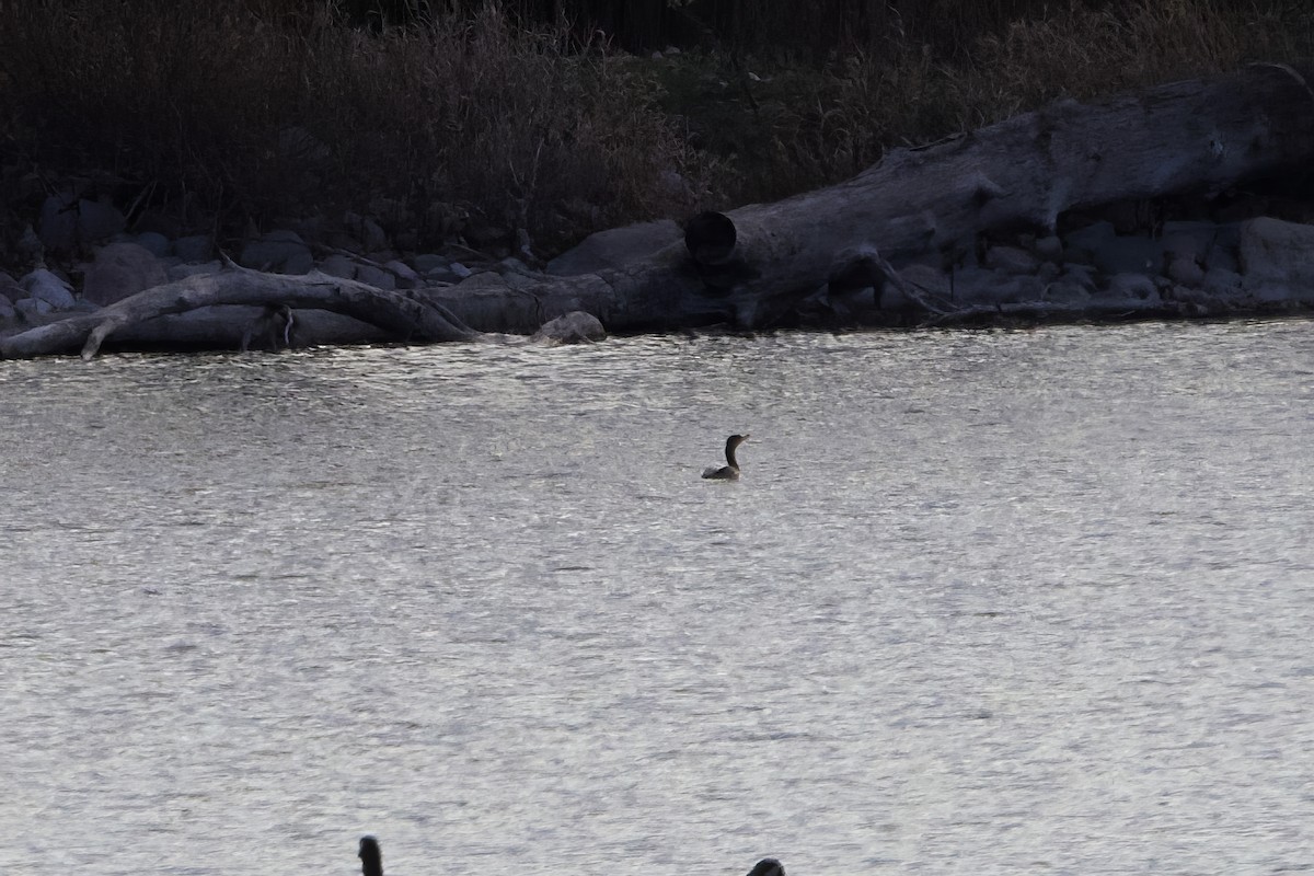 Double-crested Cormorant - ML645391825