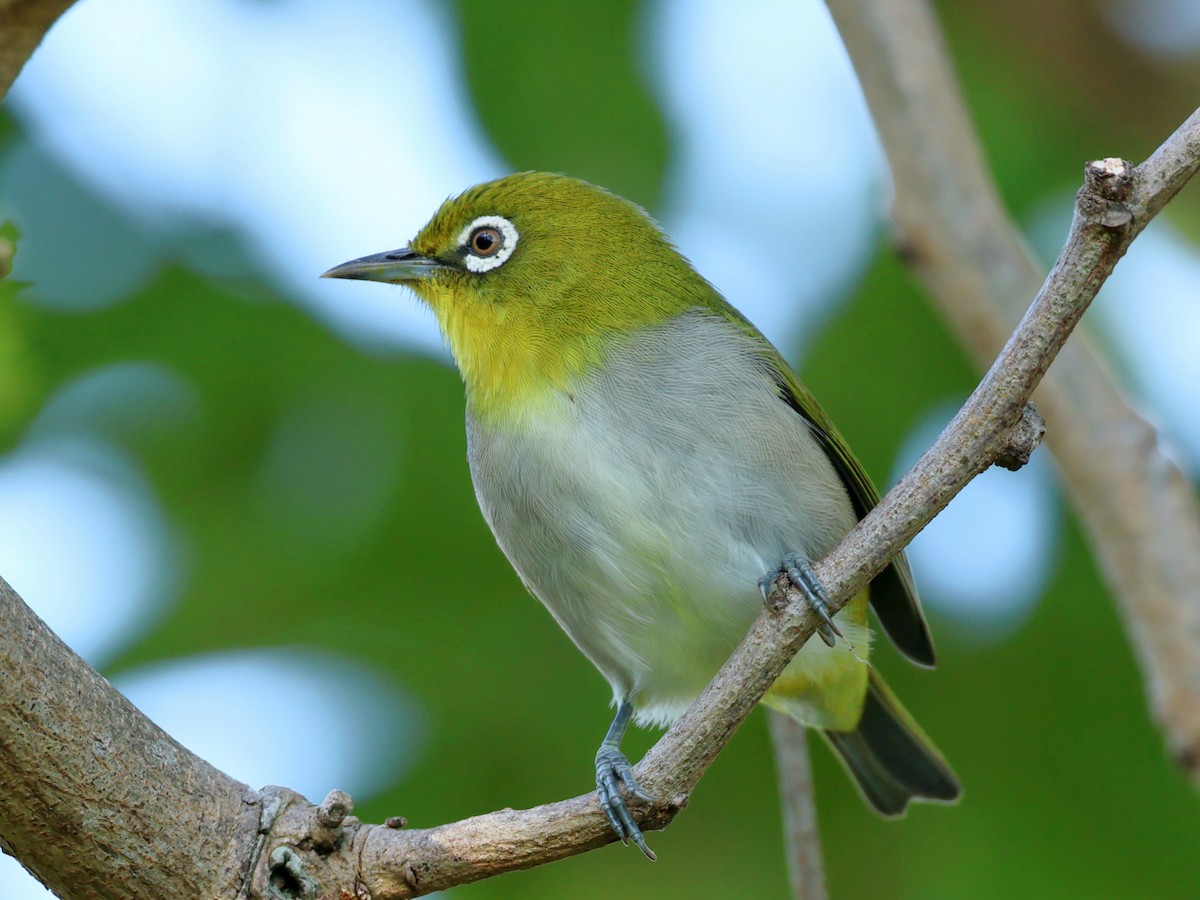 日菲繡眼 - ML645391826