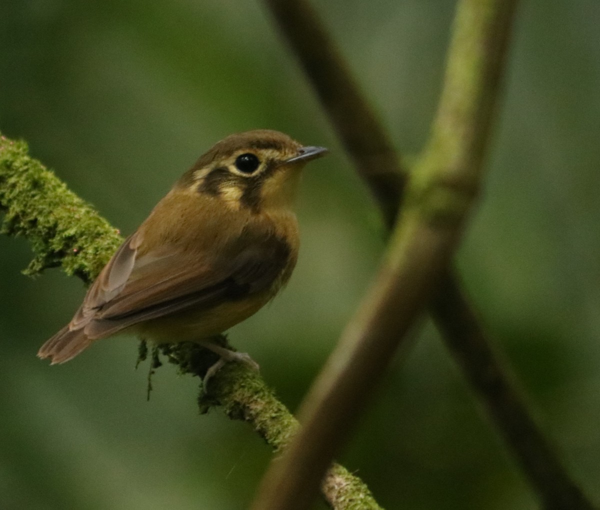 White-throated Spadebill - ML645391829