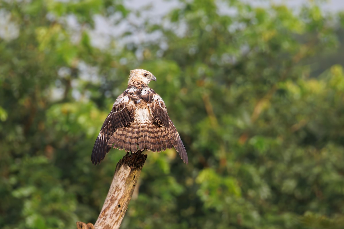 Changeable Hawk-Eagle - ML645391831