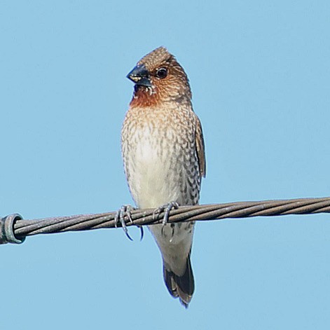 斑文鳥 - ML645391832