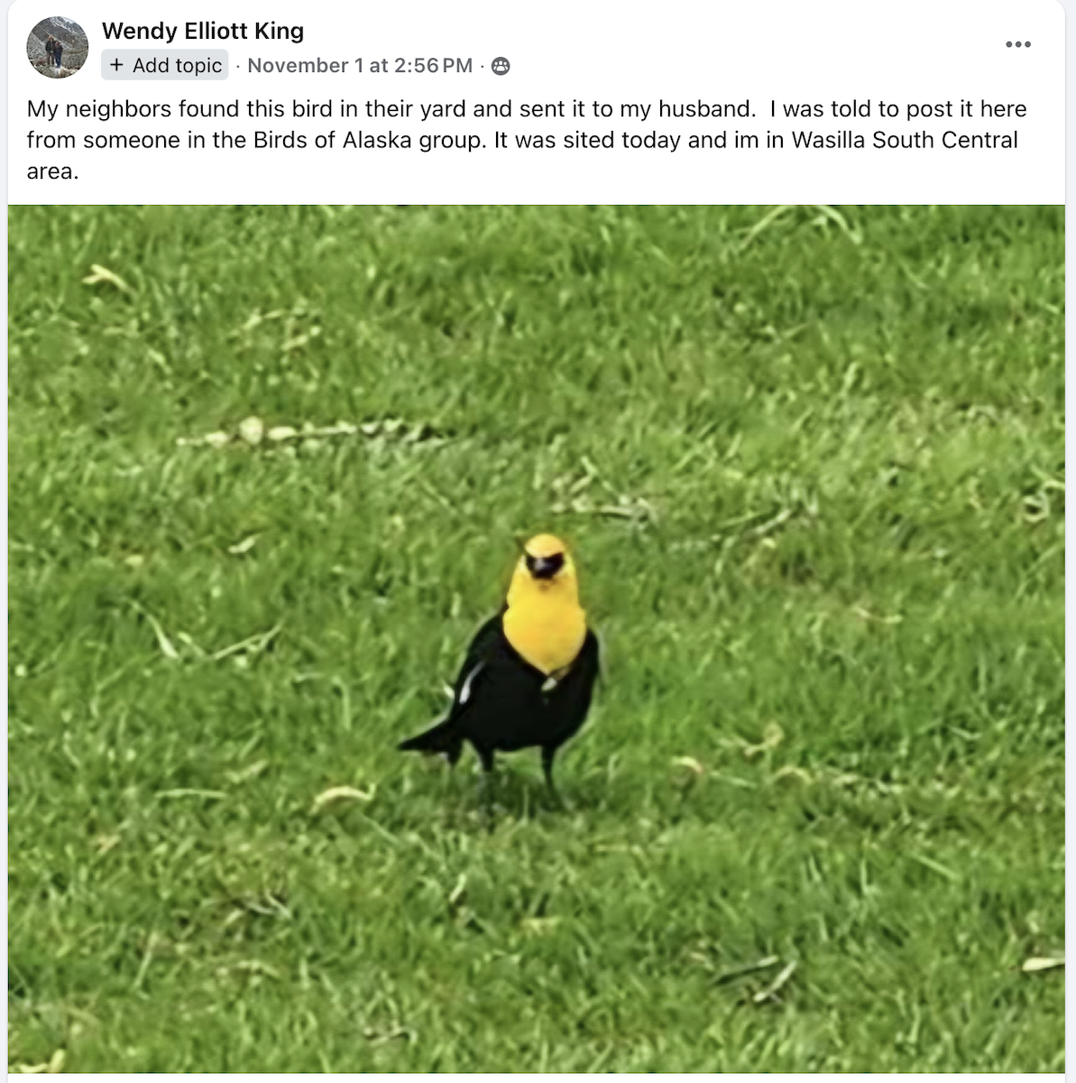 Yellow-headed Blackbird - ML645391834