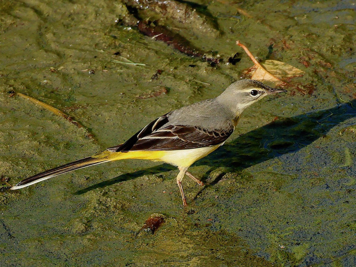 灰鶺鴒 - ML645391835