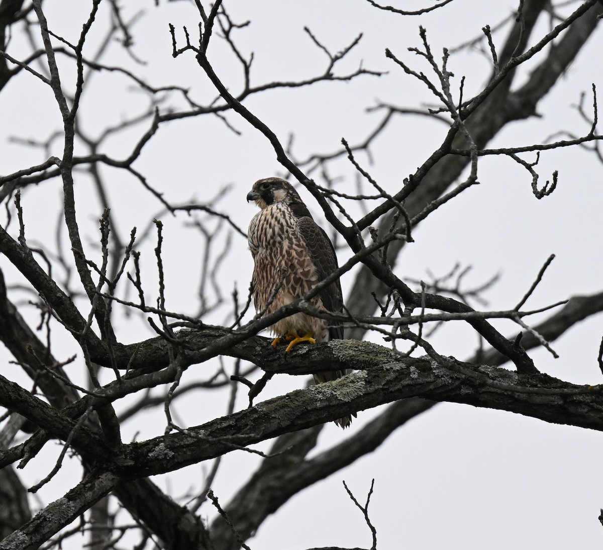 Peregrine Falcon - ML645391838