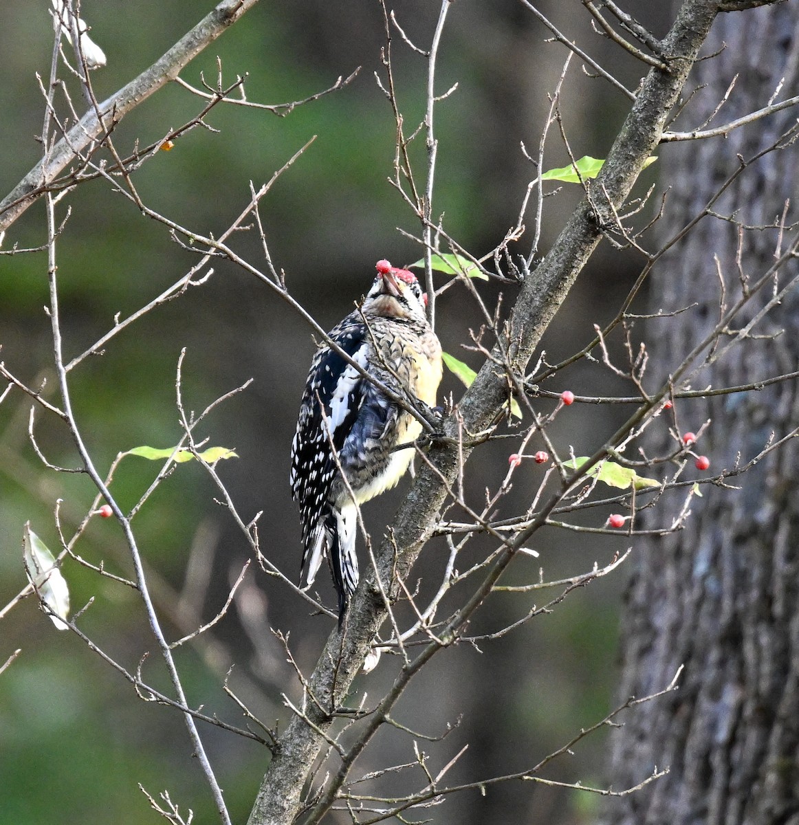 Yellow-bellied Sapsucker - ML645391847