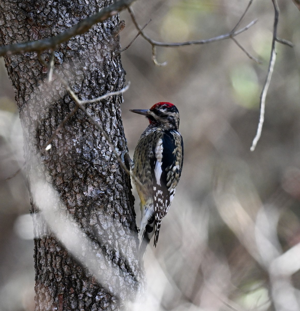 Yellow-bellied Sapsucker - ML645391848