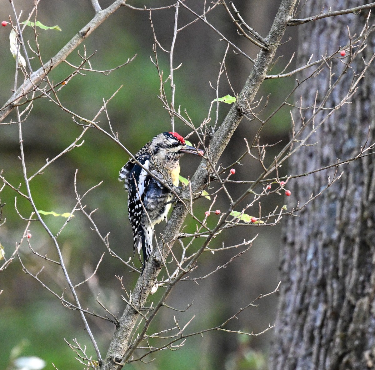 Yellow-bellied Sapsucker - ML645391850