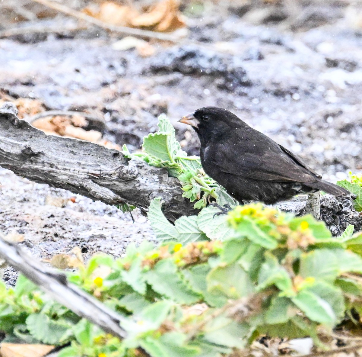Genovesa Ground-Finch - ML645391851