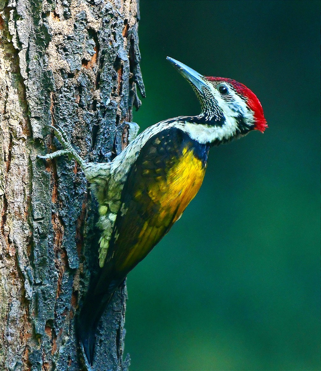 Black-rumped Flameback - ML645391856