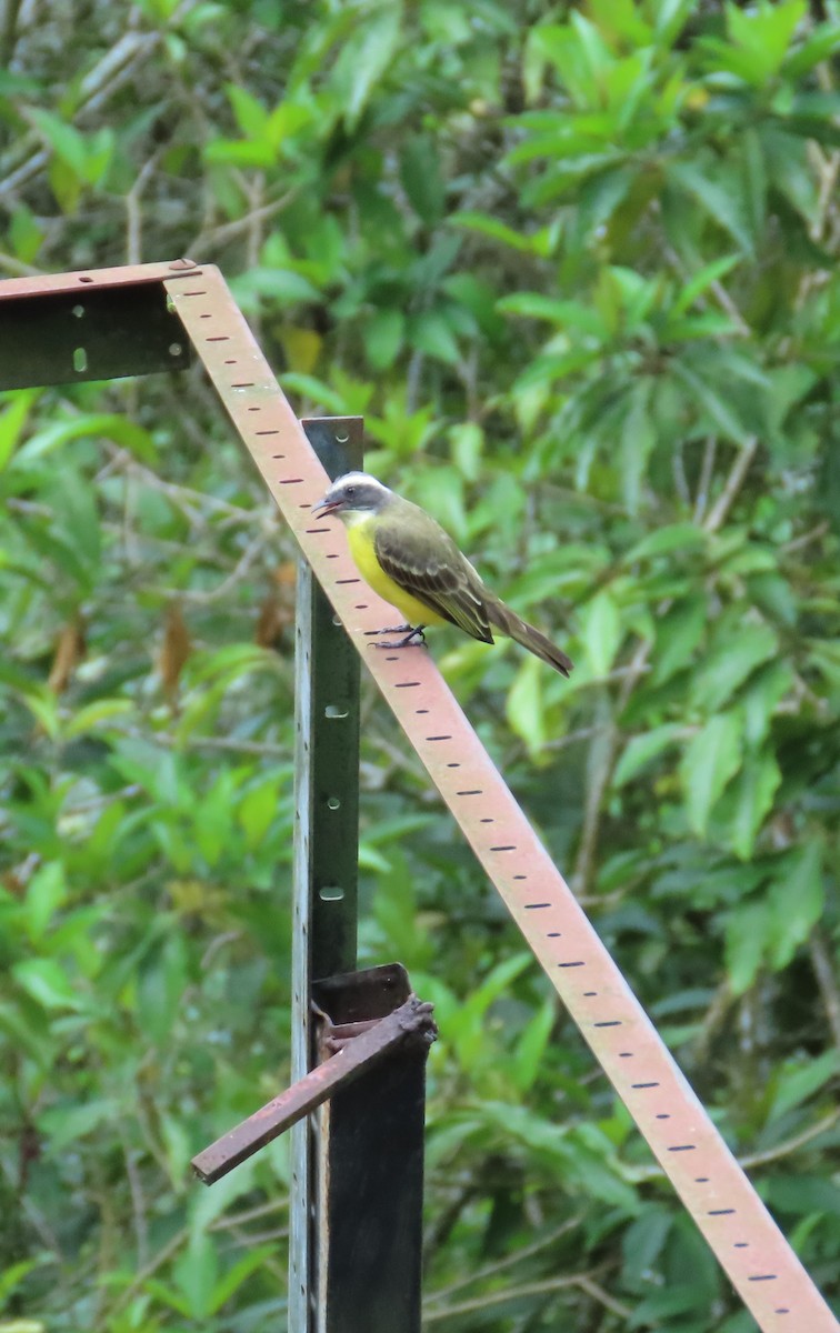 Sosyal Tiran - ML645391875