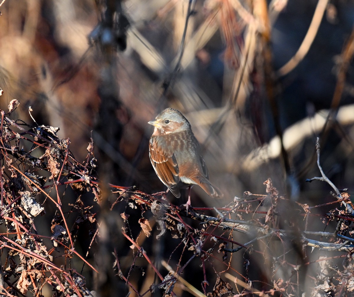 Fox Sparrow - ML645391877