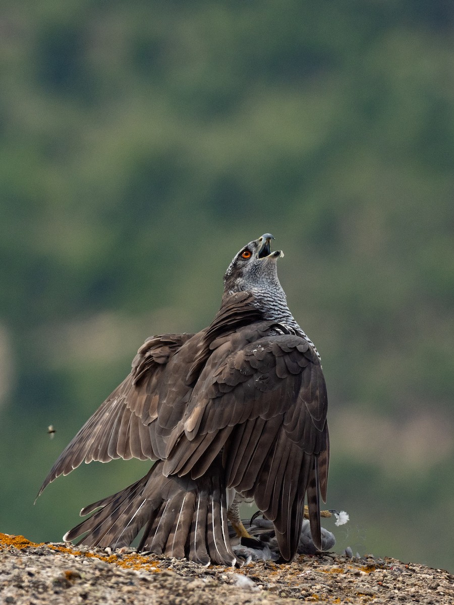 Eurasian Goshawk - ML645391890
