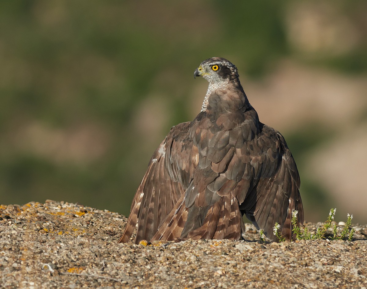 Eurasian Goshawk - ML645391891