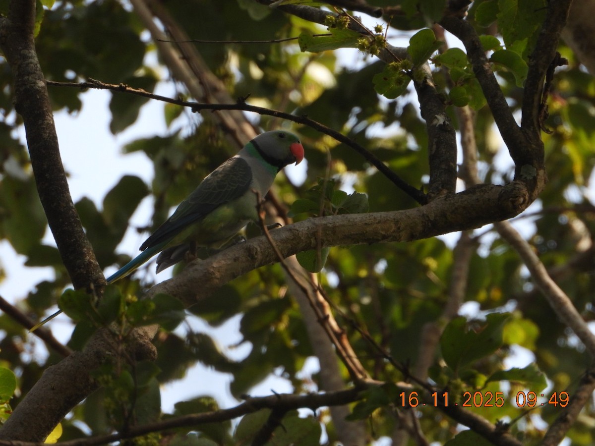 Malabar Parakeet - ML645391908