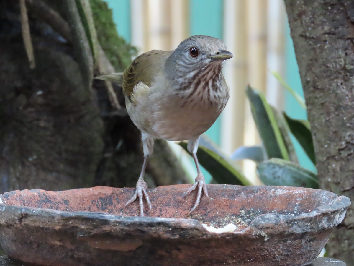 Pale-breasted Thrush - ML645391922