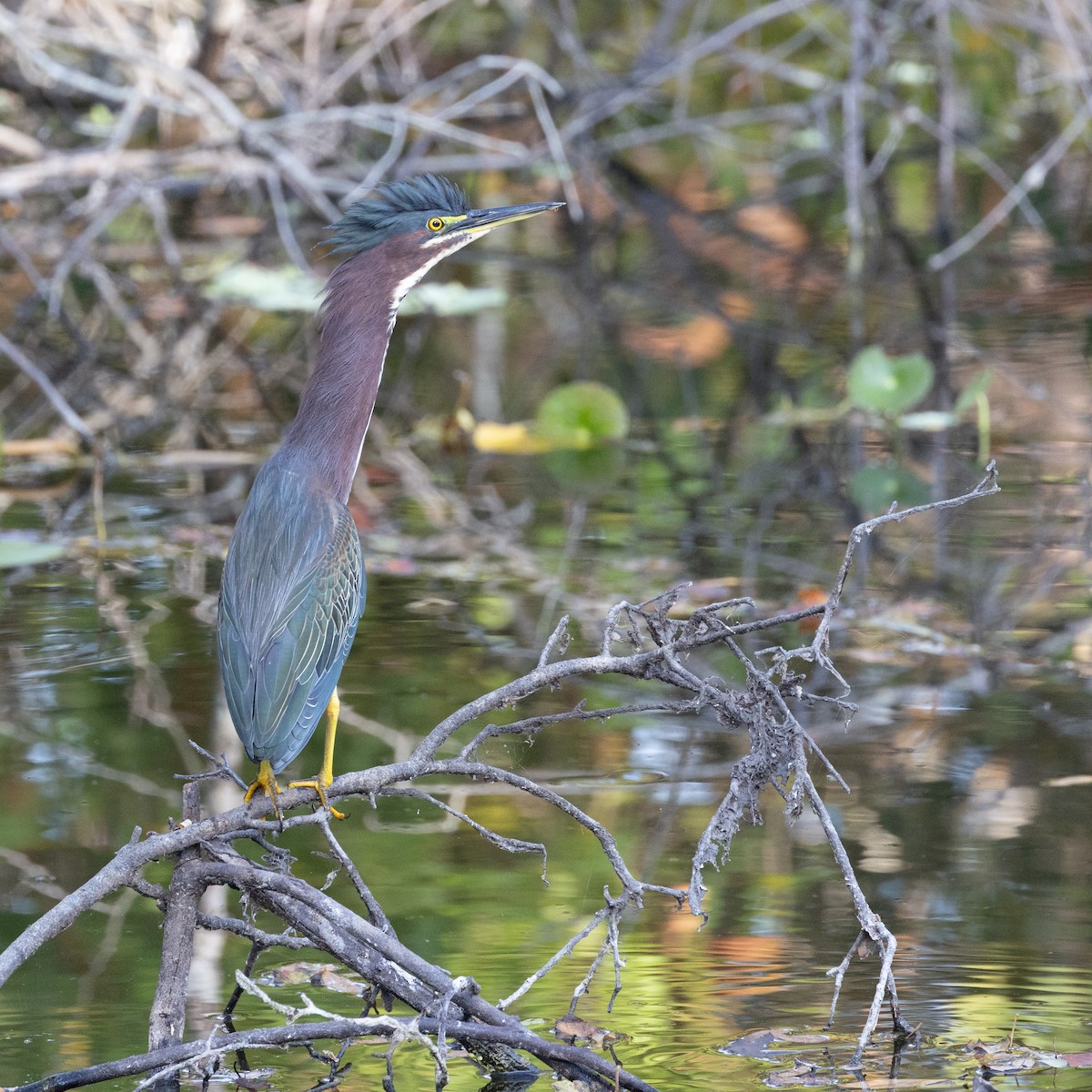 Green Heron - ML645391923