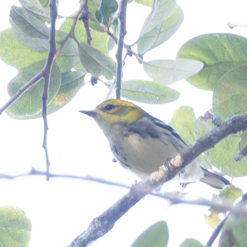 Black-throated Green Warbler - ML645391929