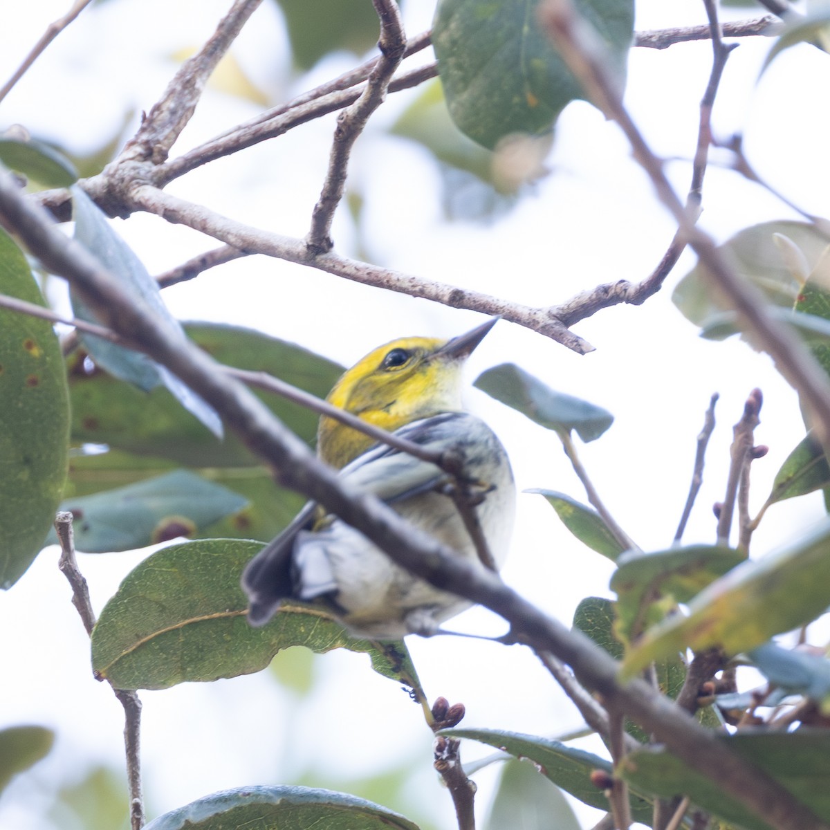 Black-throated Green Warbler - ML645391930