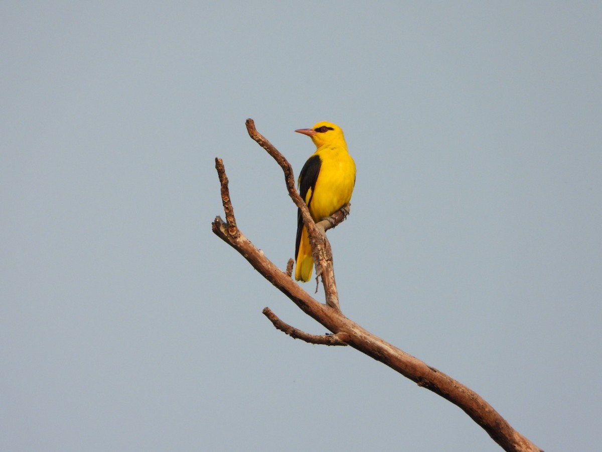 Indian Golden Oriole - ML645391933