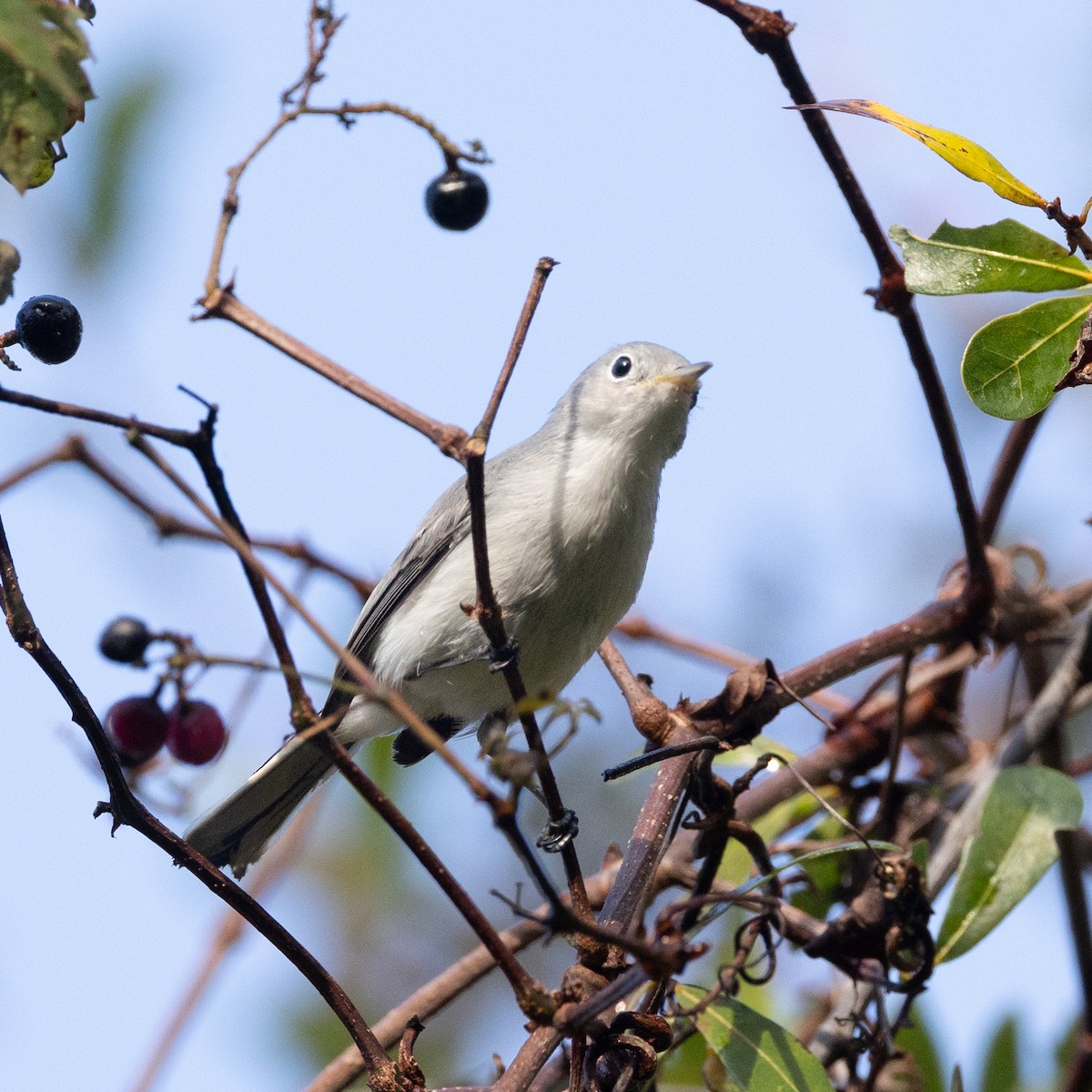 Blue-gray Gnatcatcher - ML645391935
