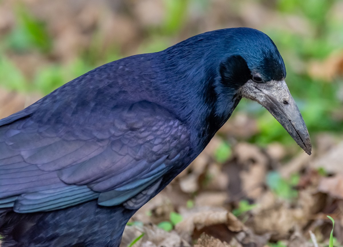 Ekin Kargası - ML645391942