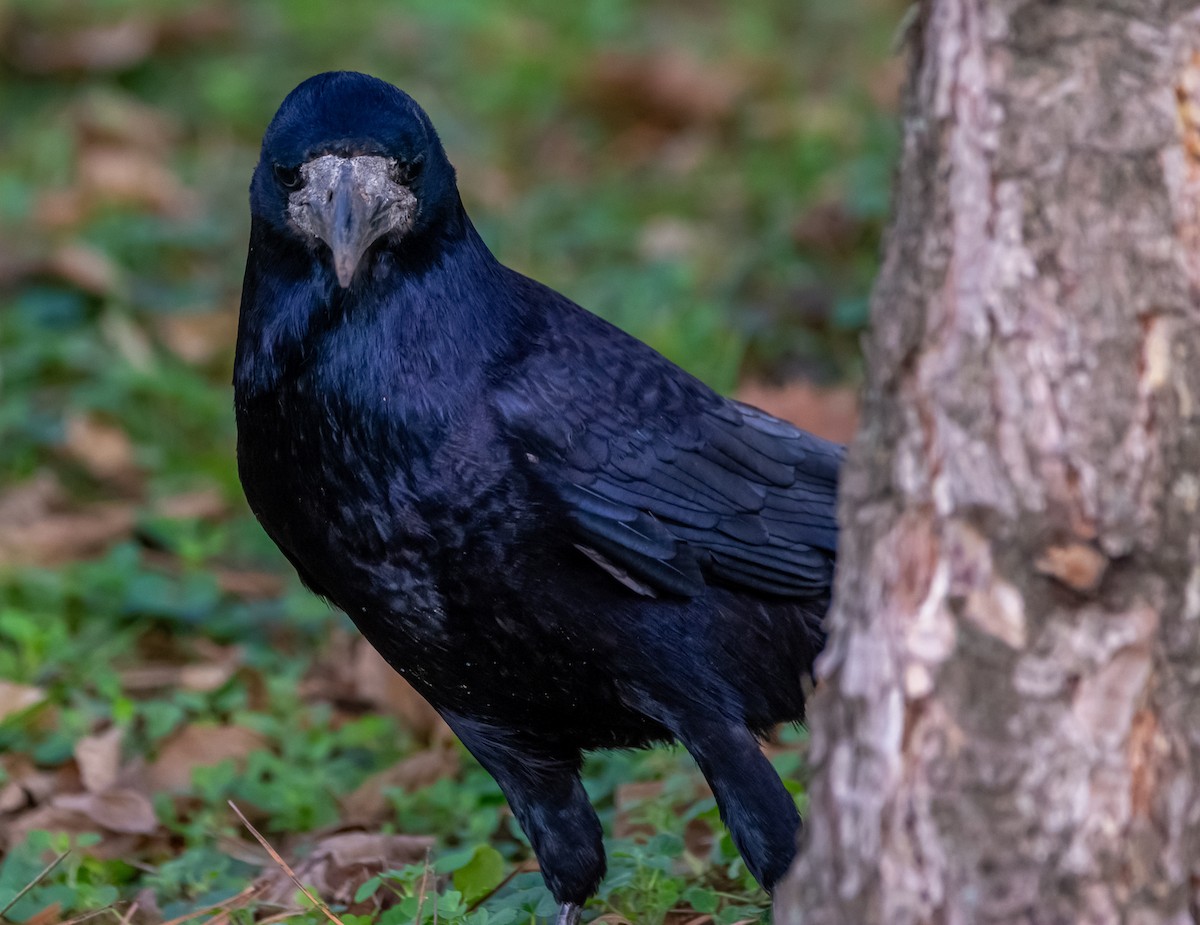 Ekin Kargası - ML645391943