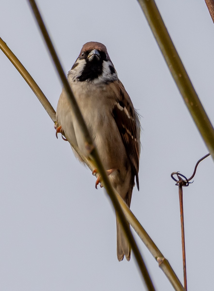 Ağaç Serçesi - ML645391954