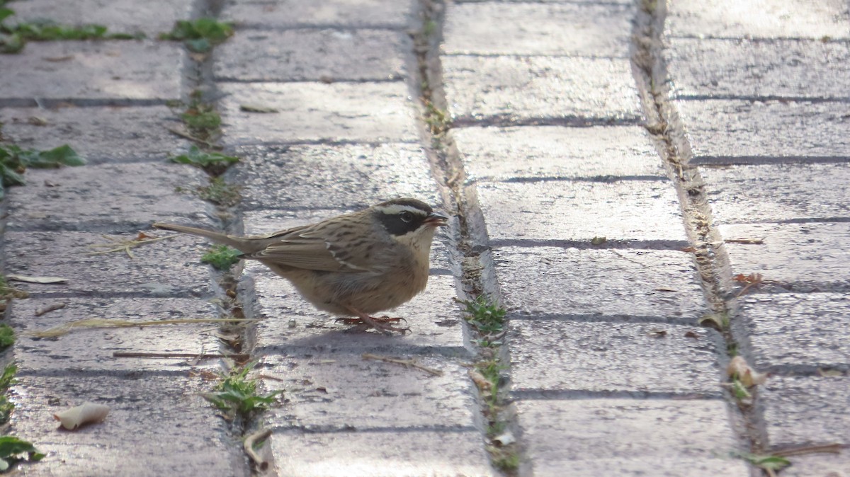 Radde's Accentor - ML645391956
