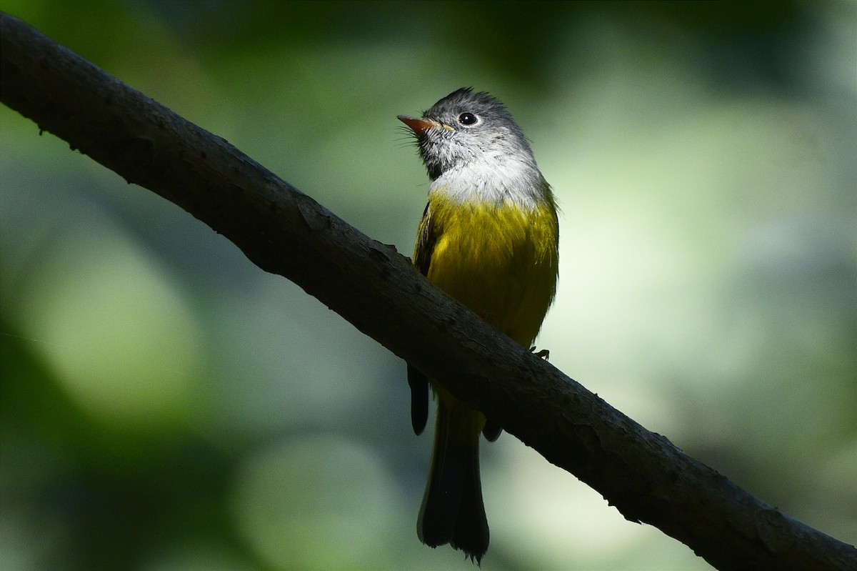 Gray-headed Canary-Flycatcher - ML645391959