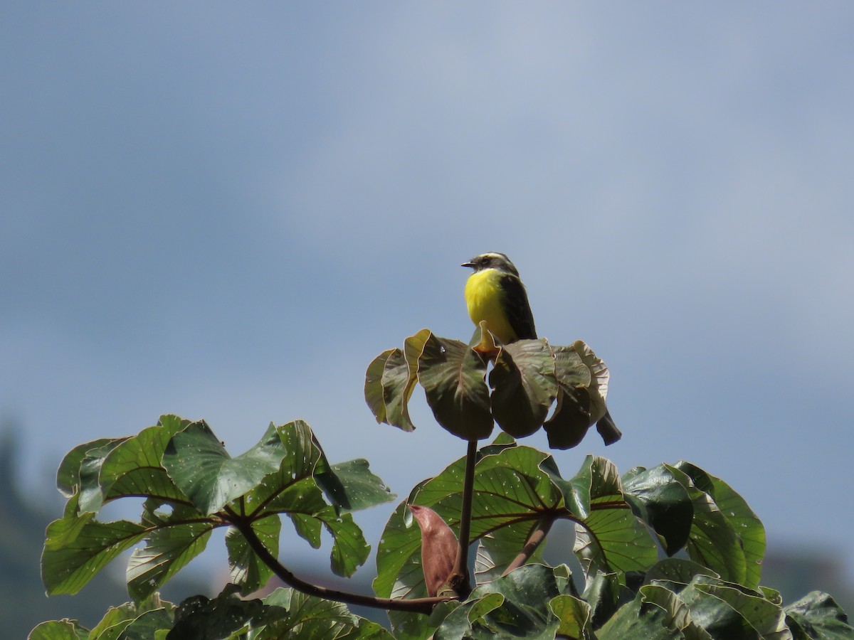 Sosyal Tiran - ML645391960