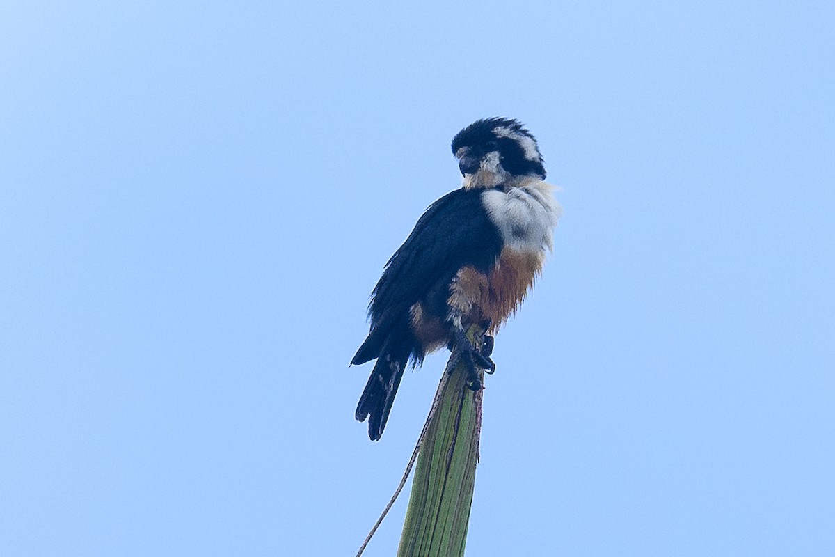 Black-thighed Falconet - ML645391974