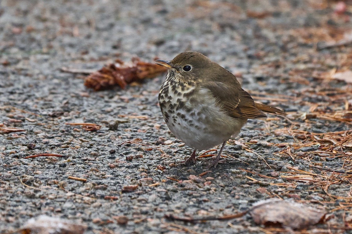 Hermit Thrush - ML645391982