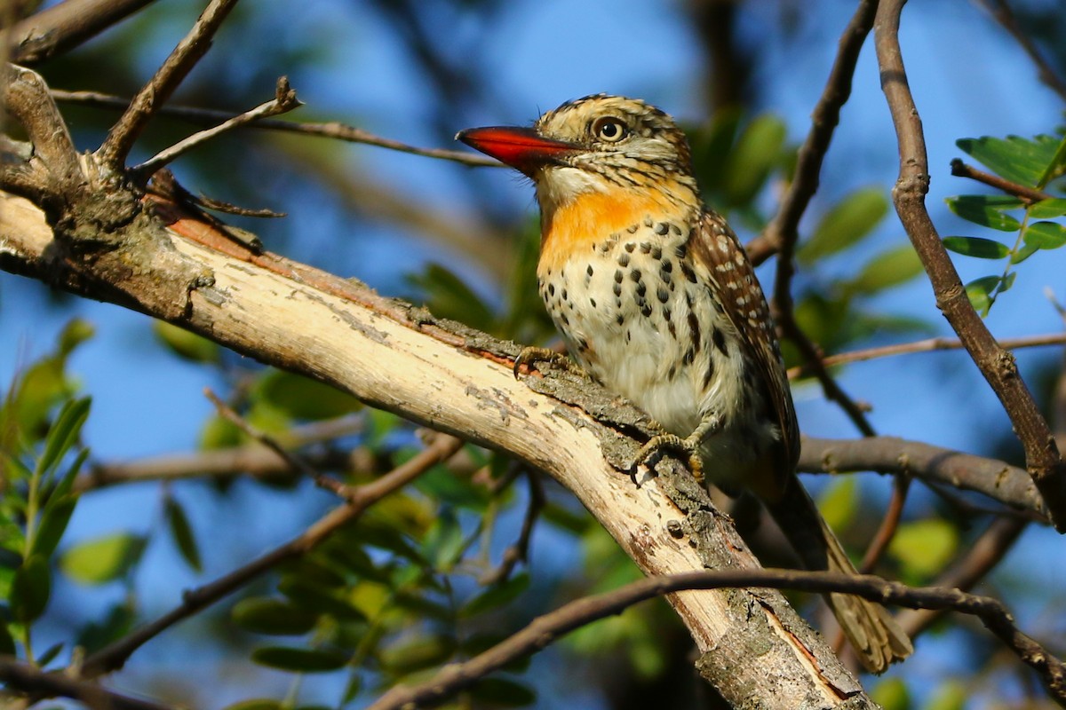 Spot-backed Puffbird - ML645391992