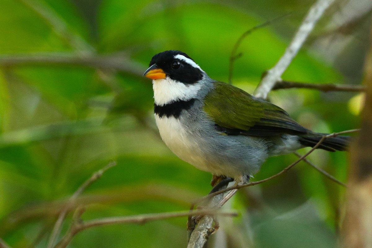 Saffron-billed Sparrow - ML645392001