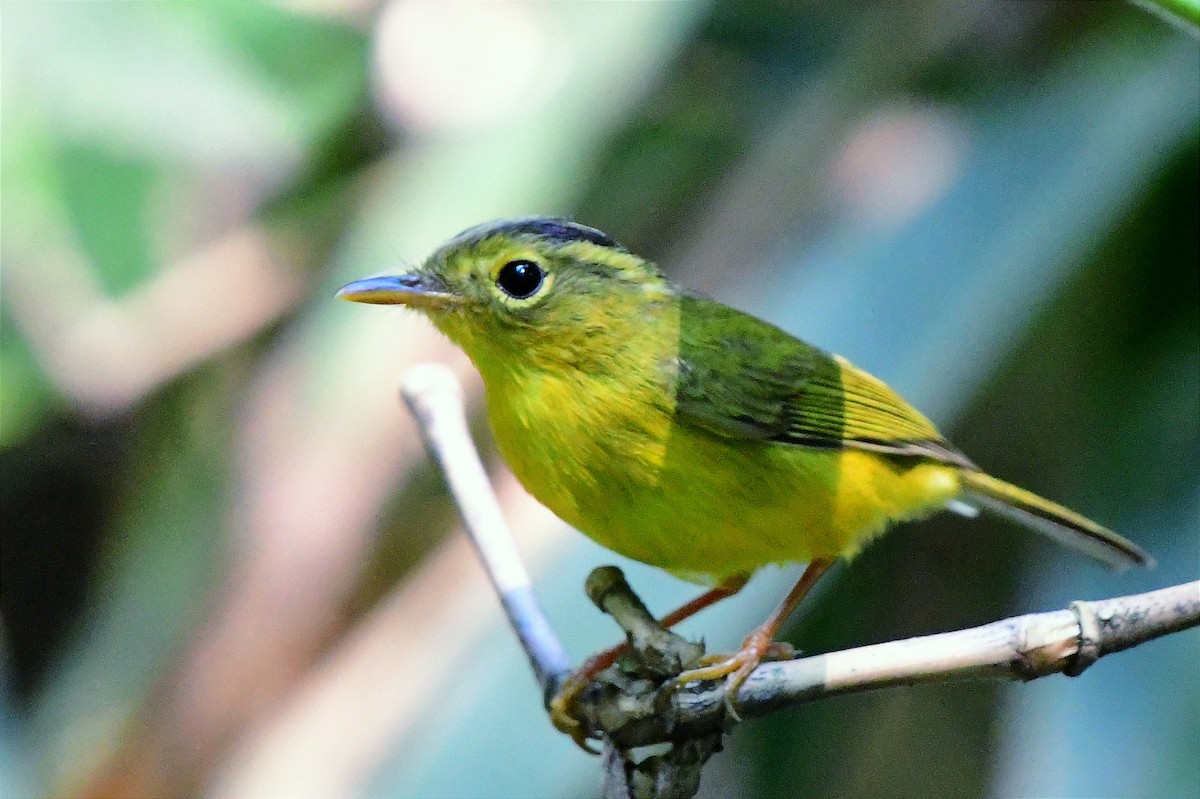 Green-crowned Warbler - ML645392015