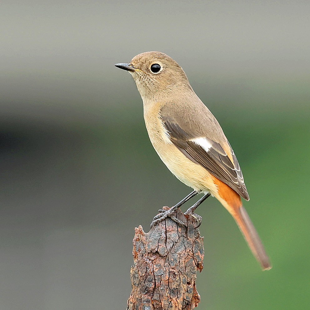 חכלילית סיבירית - ML645392021
