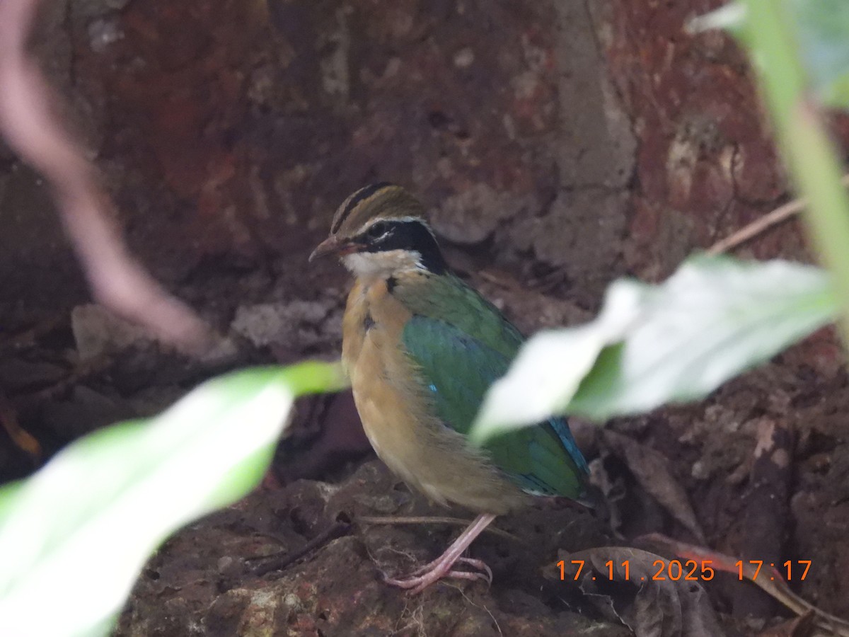 Indian Pitta - ML645392025