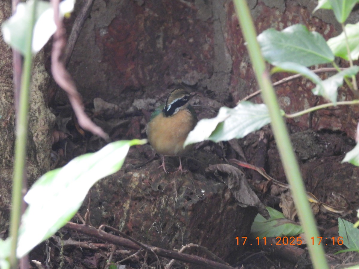 Indian Pitta - ML645392026