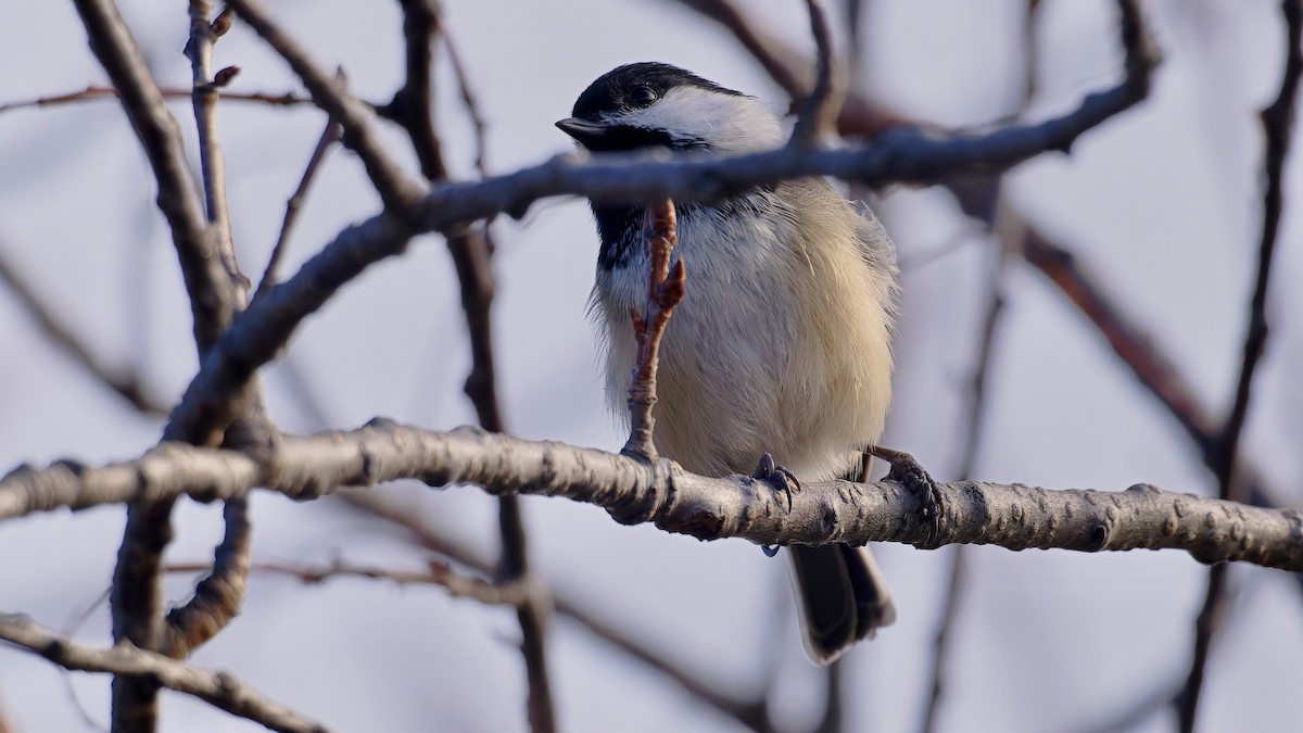 Black-capped Chickadee - ML645392028