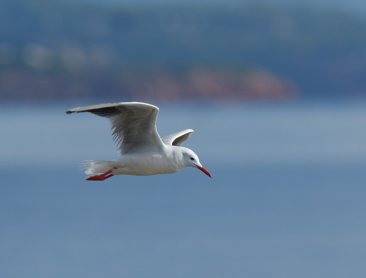 Slender-billed Gull - ML645392033