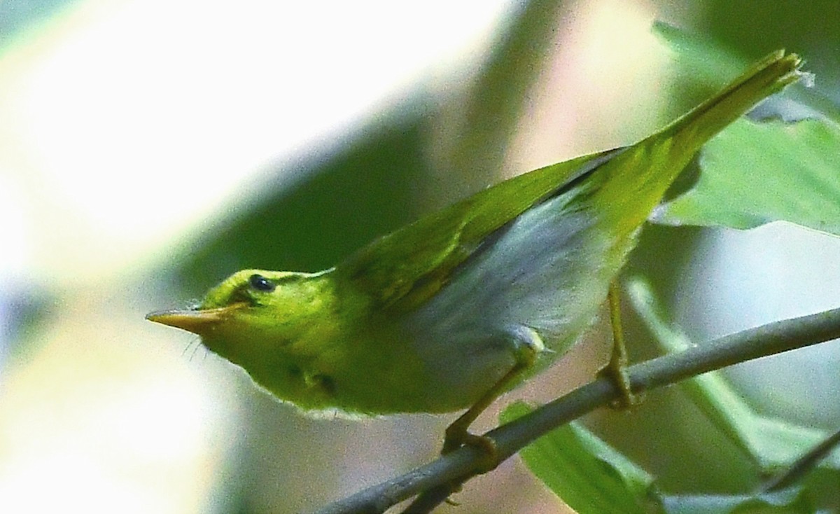 Yellow-vented Warbler - ML645392034