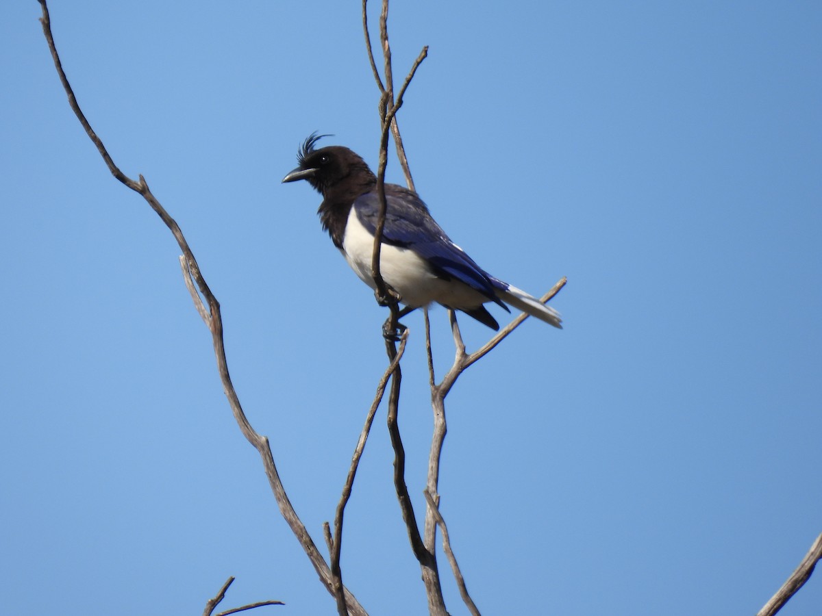 Curl-crested Jay - ML645392039