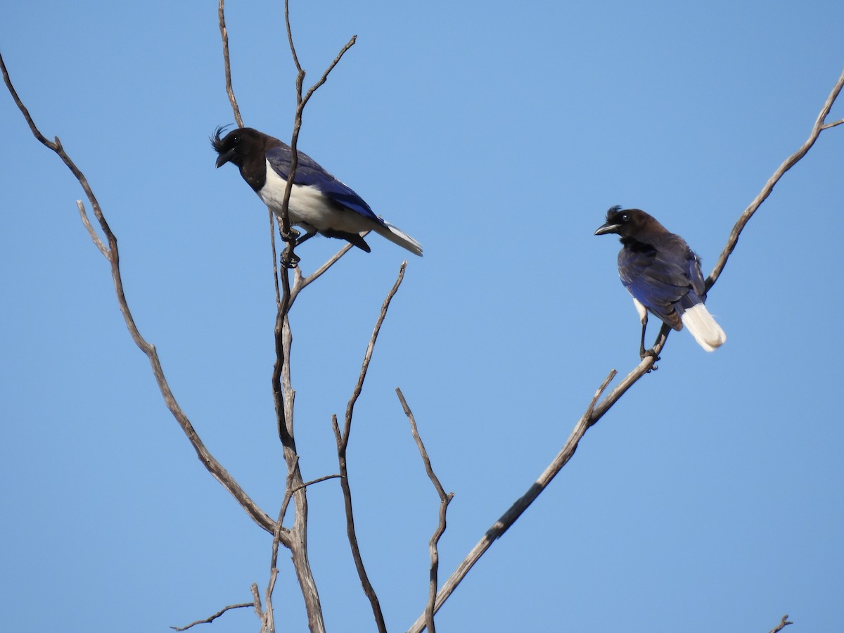 Curl-crested Jay - ML645392040